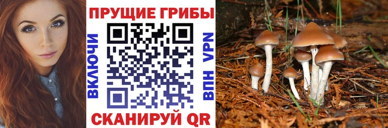 Галлюциногенные грибы MAGIC MUSHROOMS  блэк спрут как войти  Власиха 